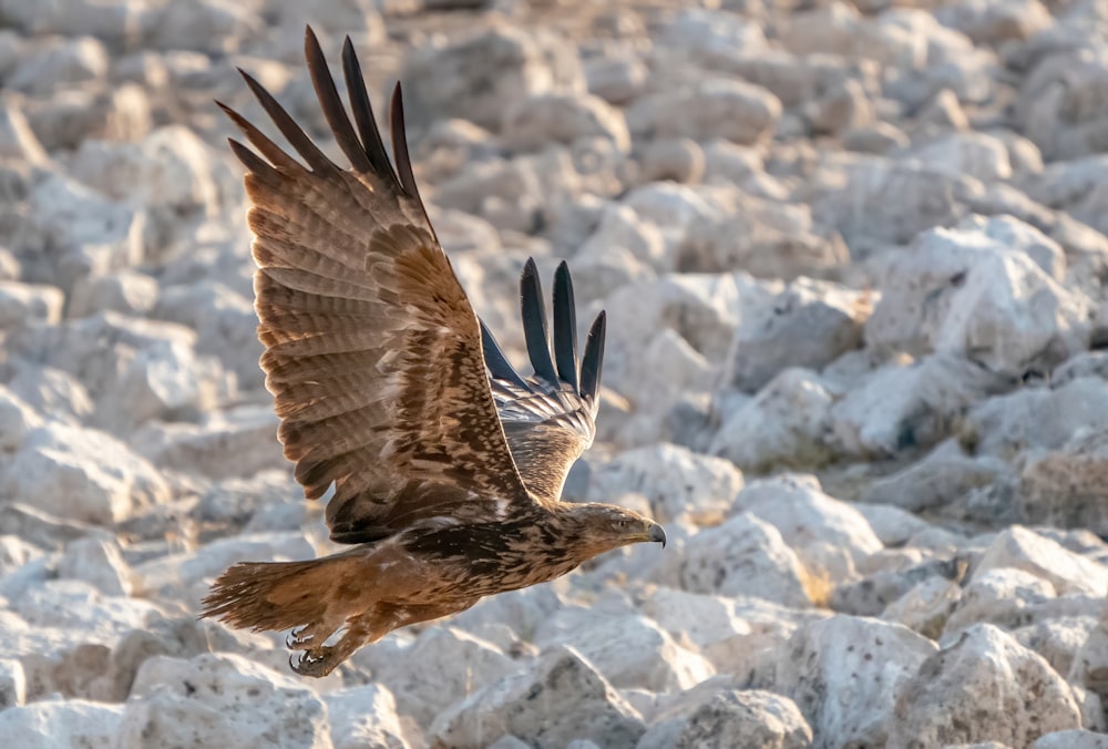 a bird flying over rocks