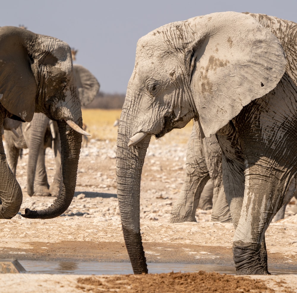 elephants walking in the dirt