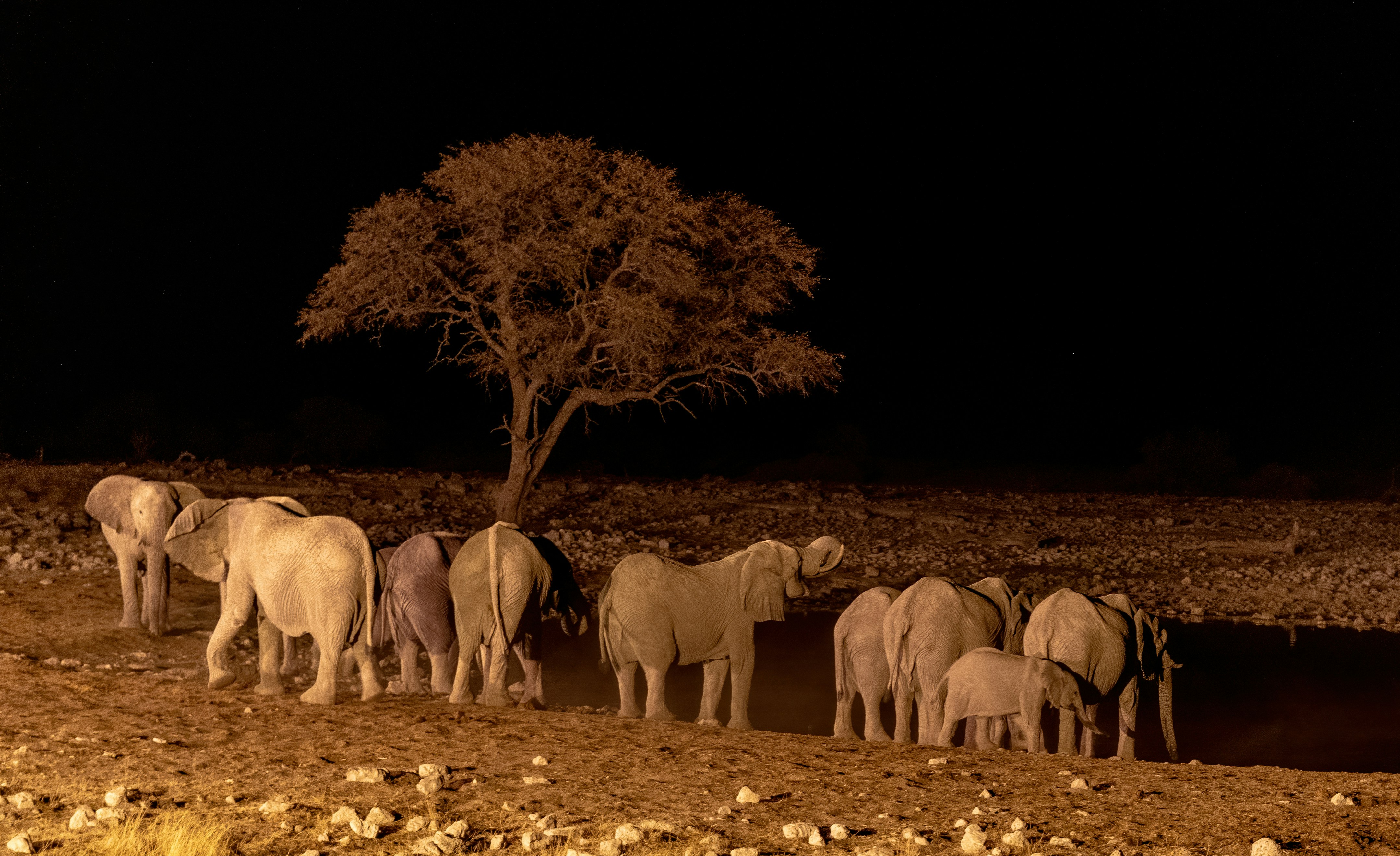 Foraging Strategies That Emerge After Sunset (image credits: unsplash)