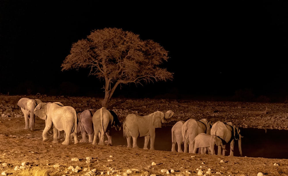 a herd of elephants walking on a dirt road