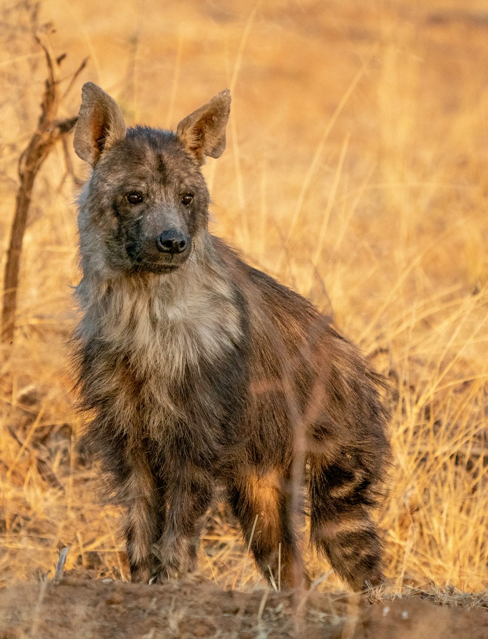 a hyena standing in a field