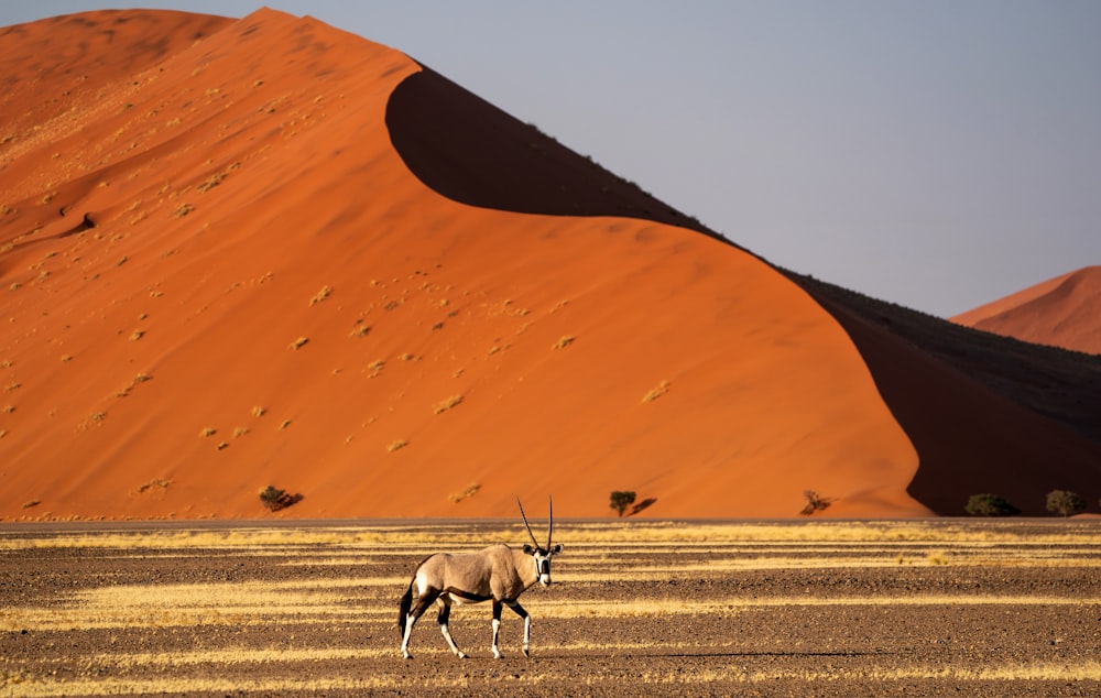 a horned animal in a desert