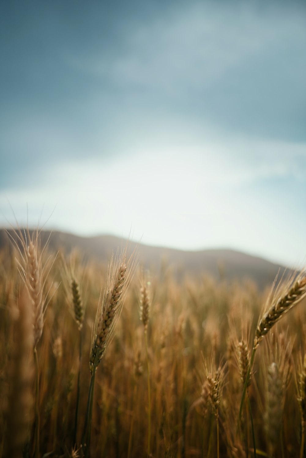 a field of wheat with a blue sky in the background