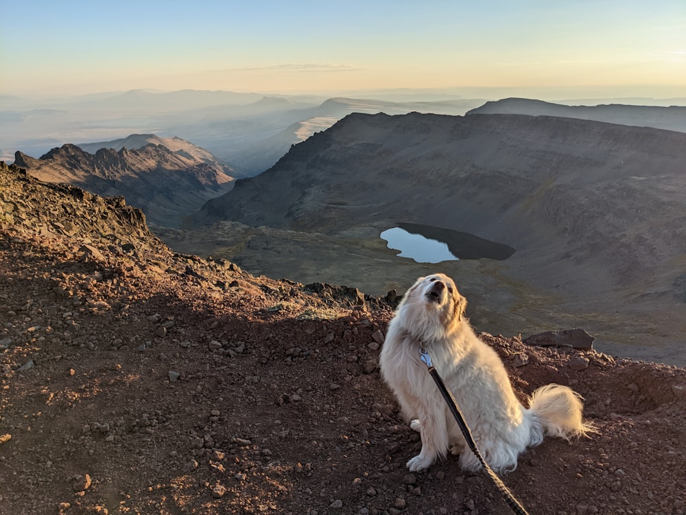 a dog on a mountain