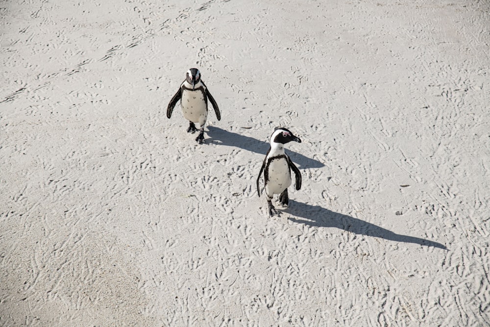 Pinguini che camminano sulla neve foto – Ombra Immagine gratuita su Unsplash