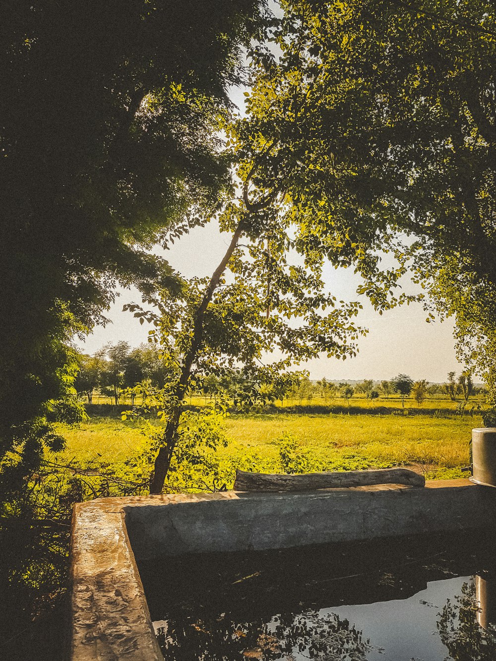 a tree next to a pond