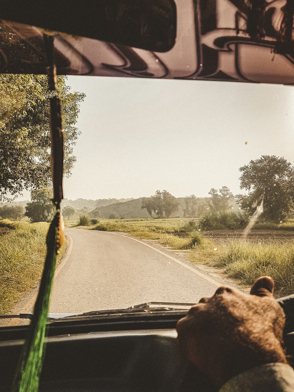 a dog looking out a car window