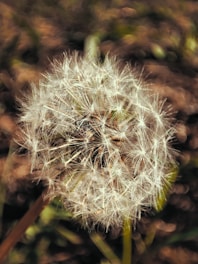a close up of a dandelion flower