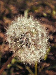 a close up of a dandelion flower
