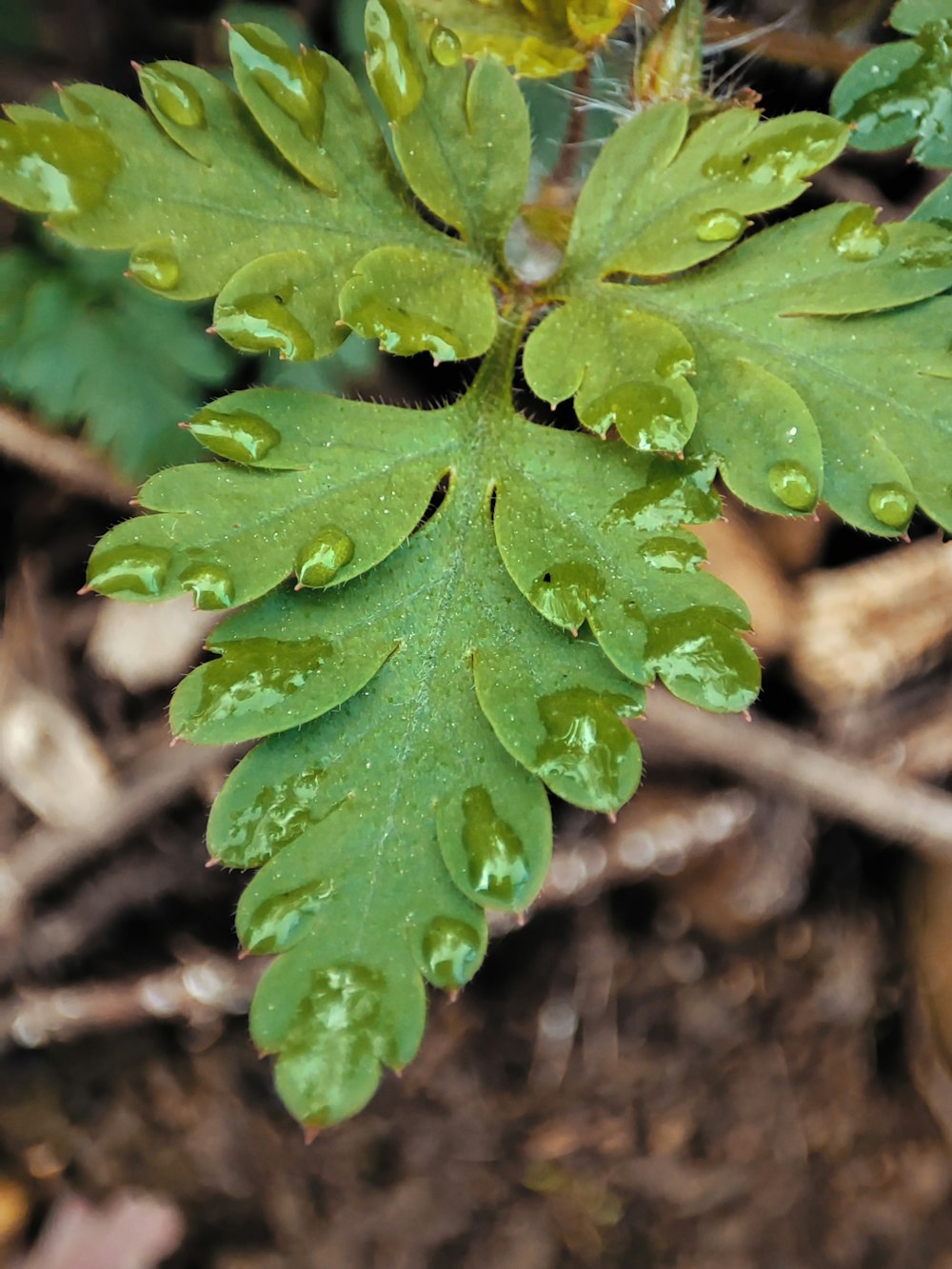 a close up of a plant