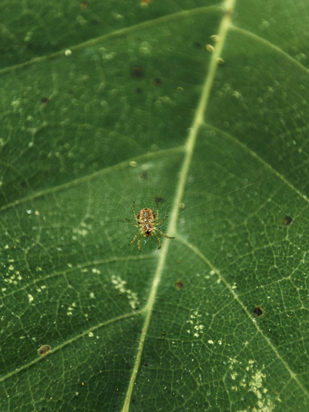 a bug on a leaf