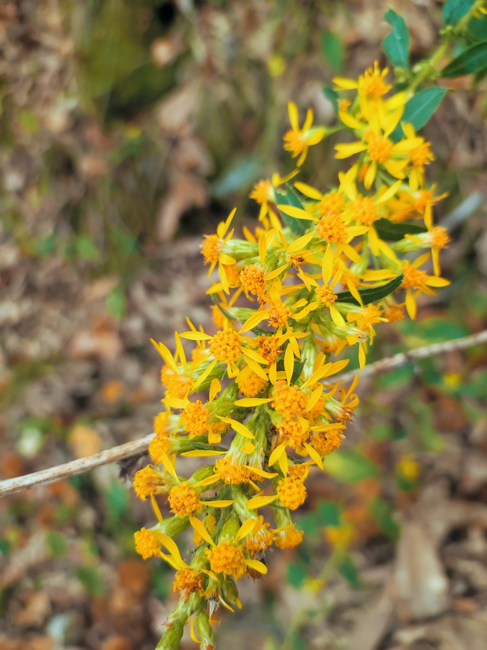 a close up of a yellow flower