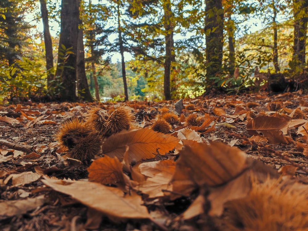 a pile of leaves in a forest
