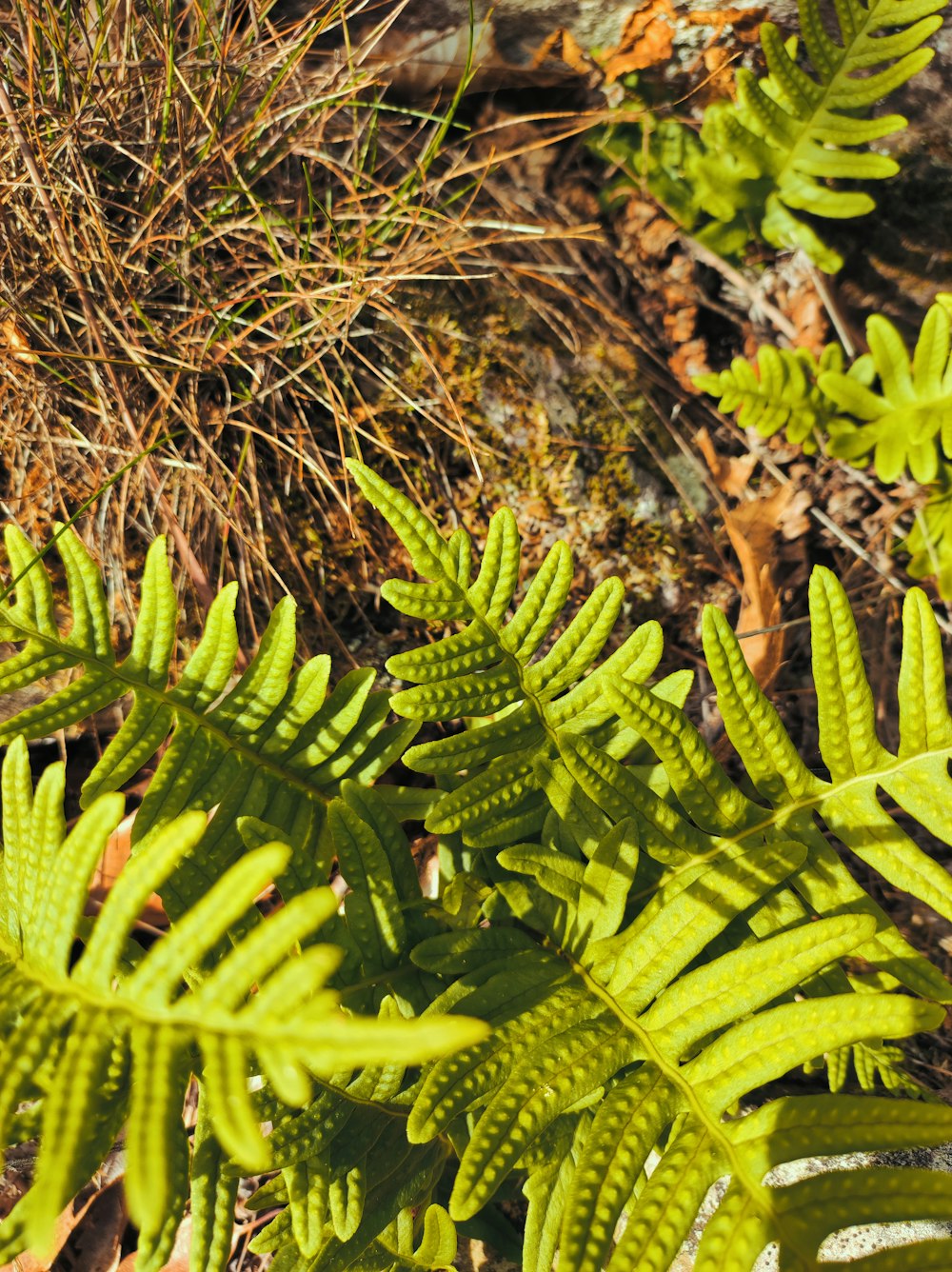 a close up of some plants