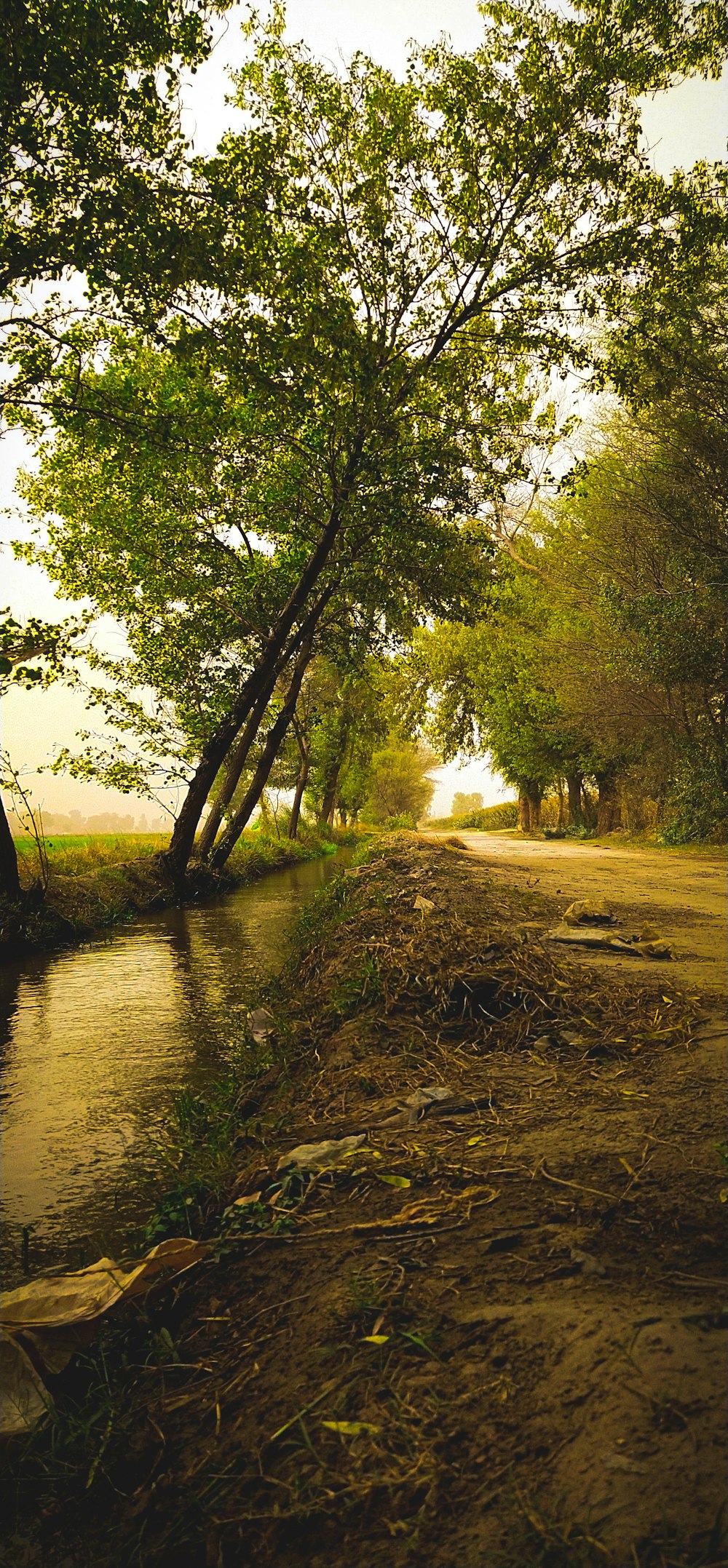 a river with trees on the side