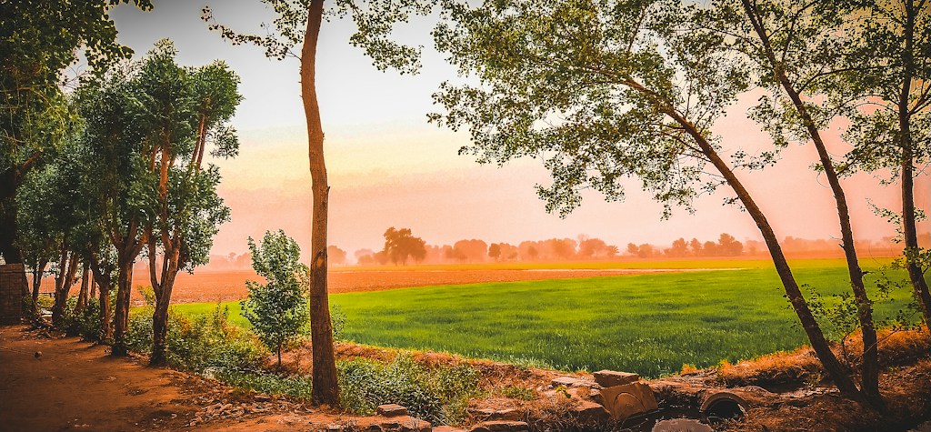 Golden Field Path