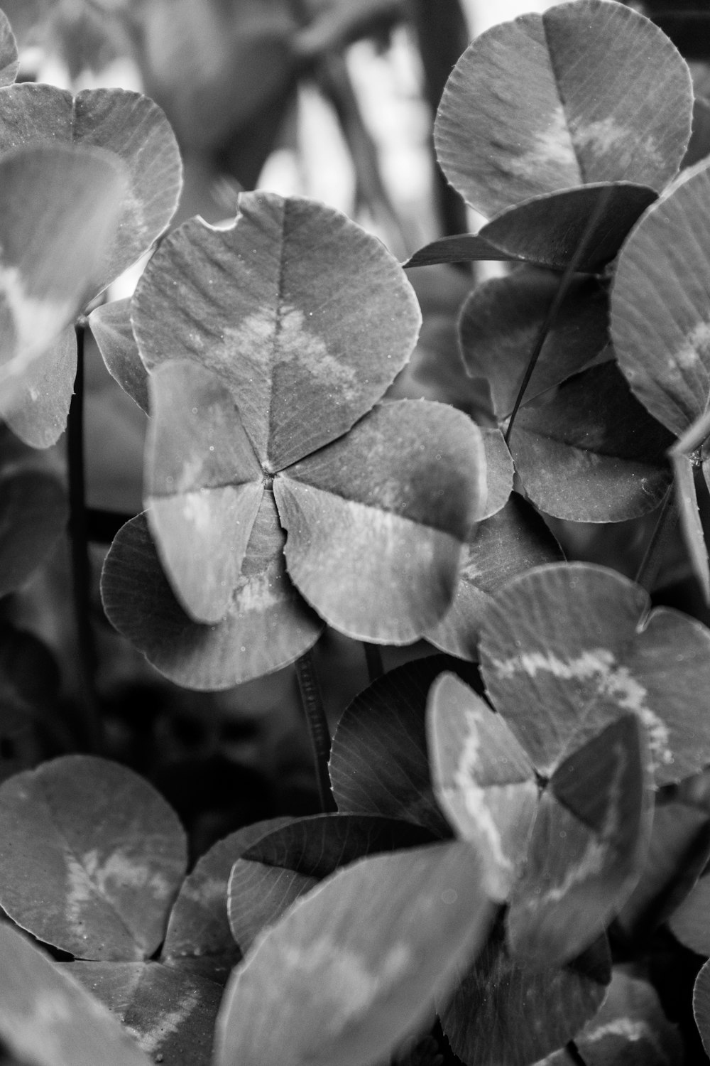 a close-up of several leaves