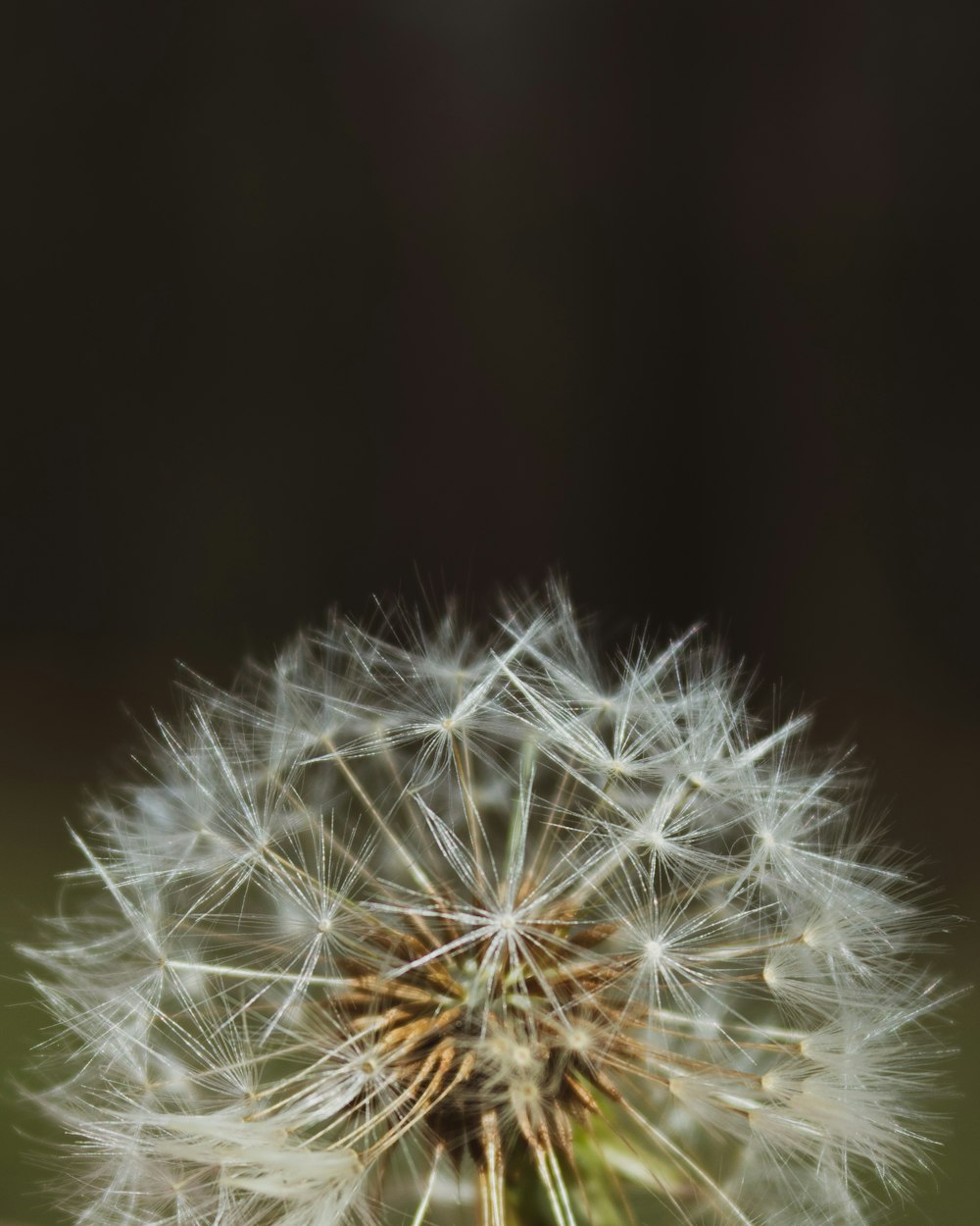 a close up of a white flower