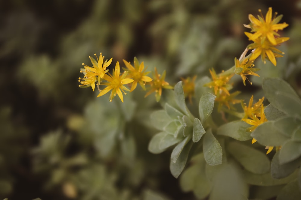 a close up of yellow flowers