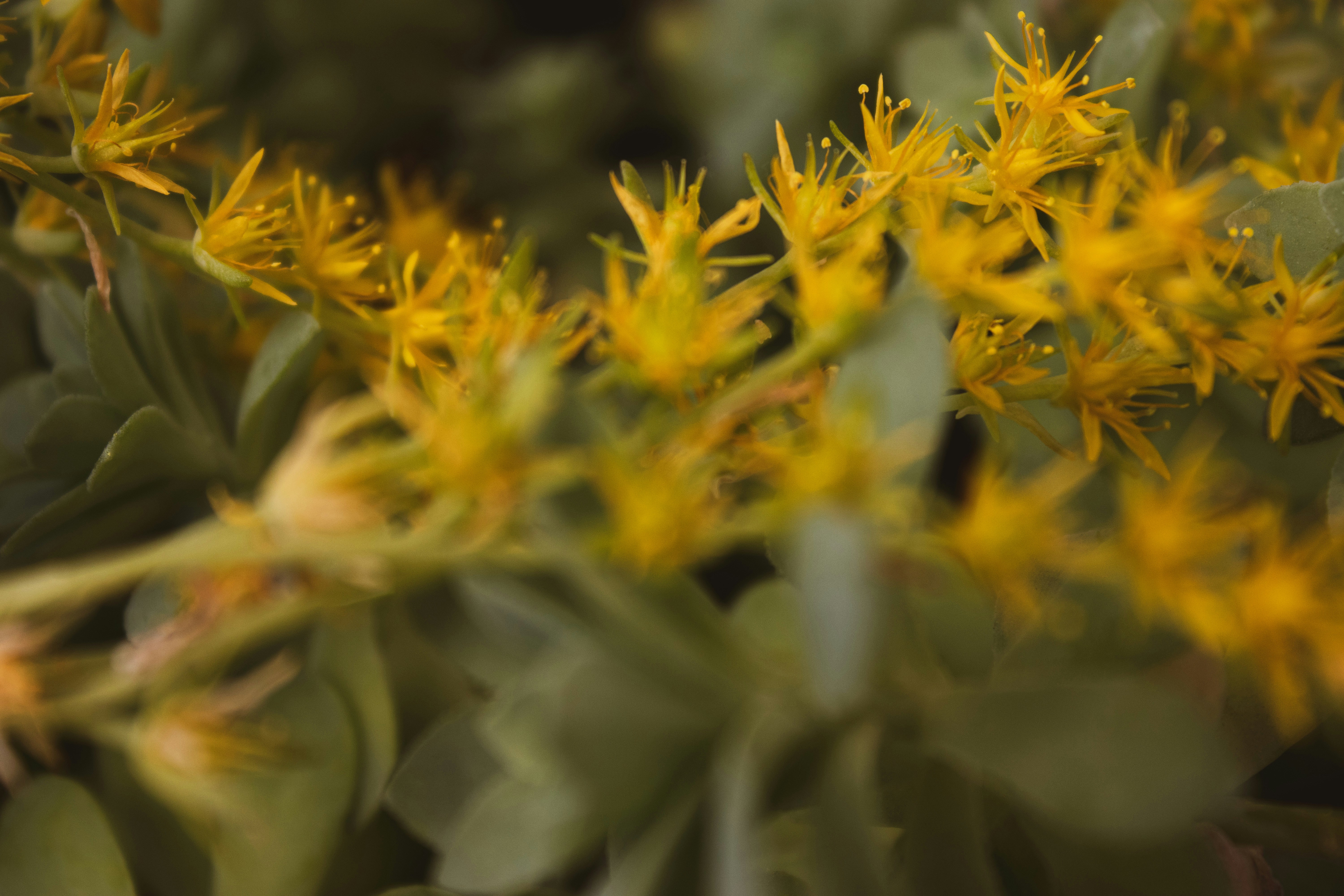 a group of yellow flowers
