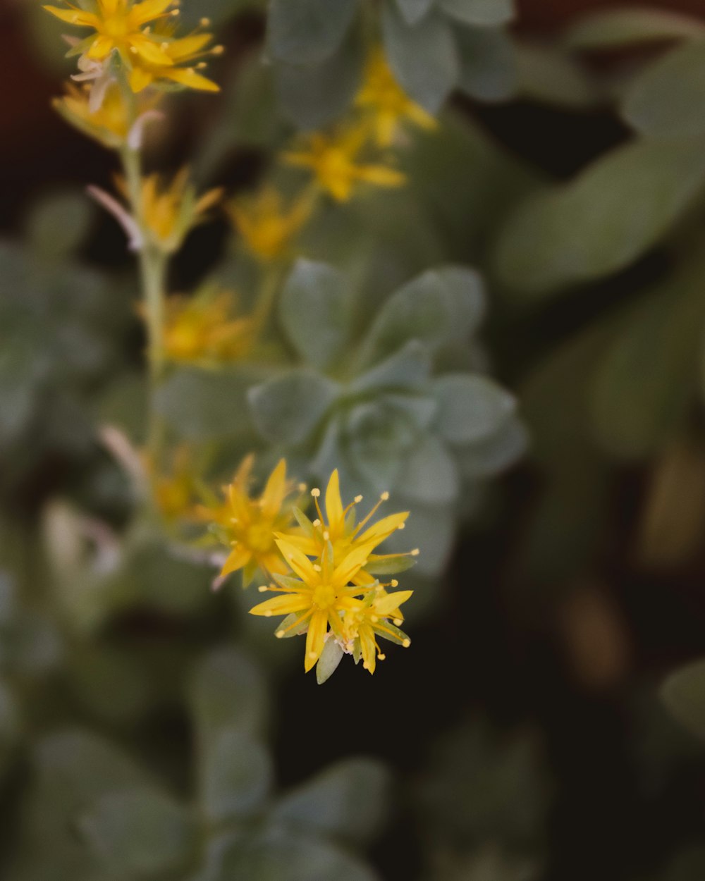 a close up of a yellow flower