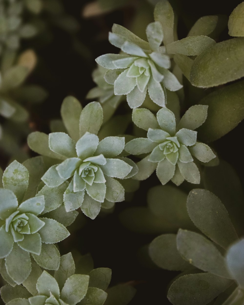 a close up of a plant