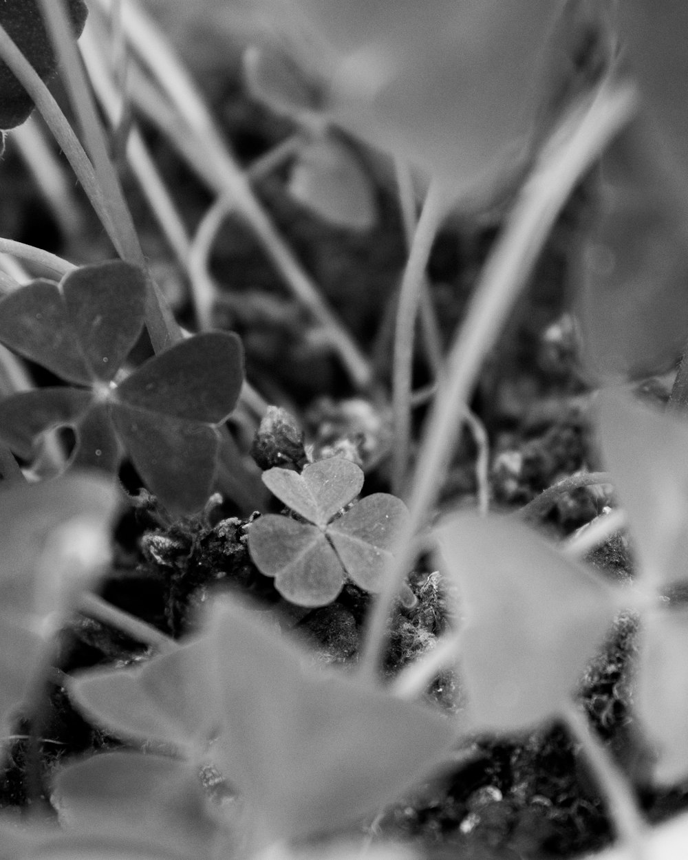 close-up of several leaves