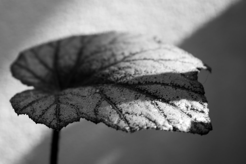 a close up of a leaf