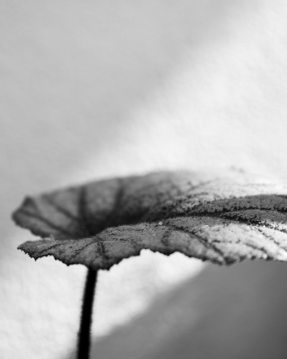 a close-up of a leaf