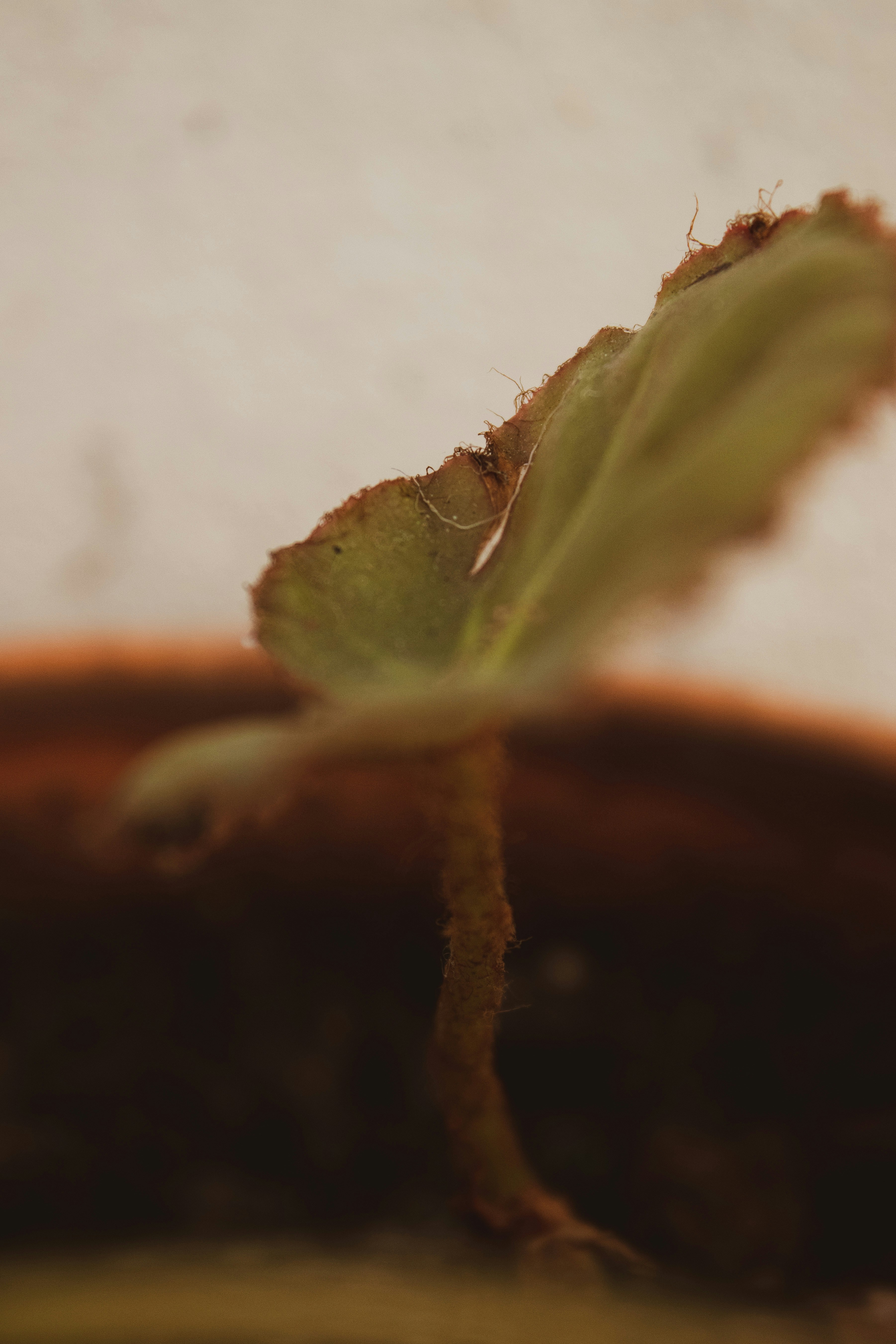 a close up of a leaf