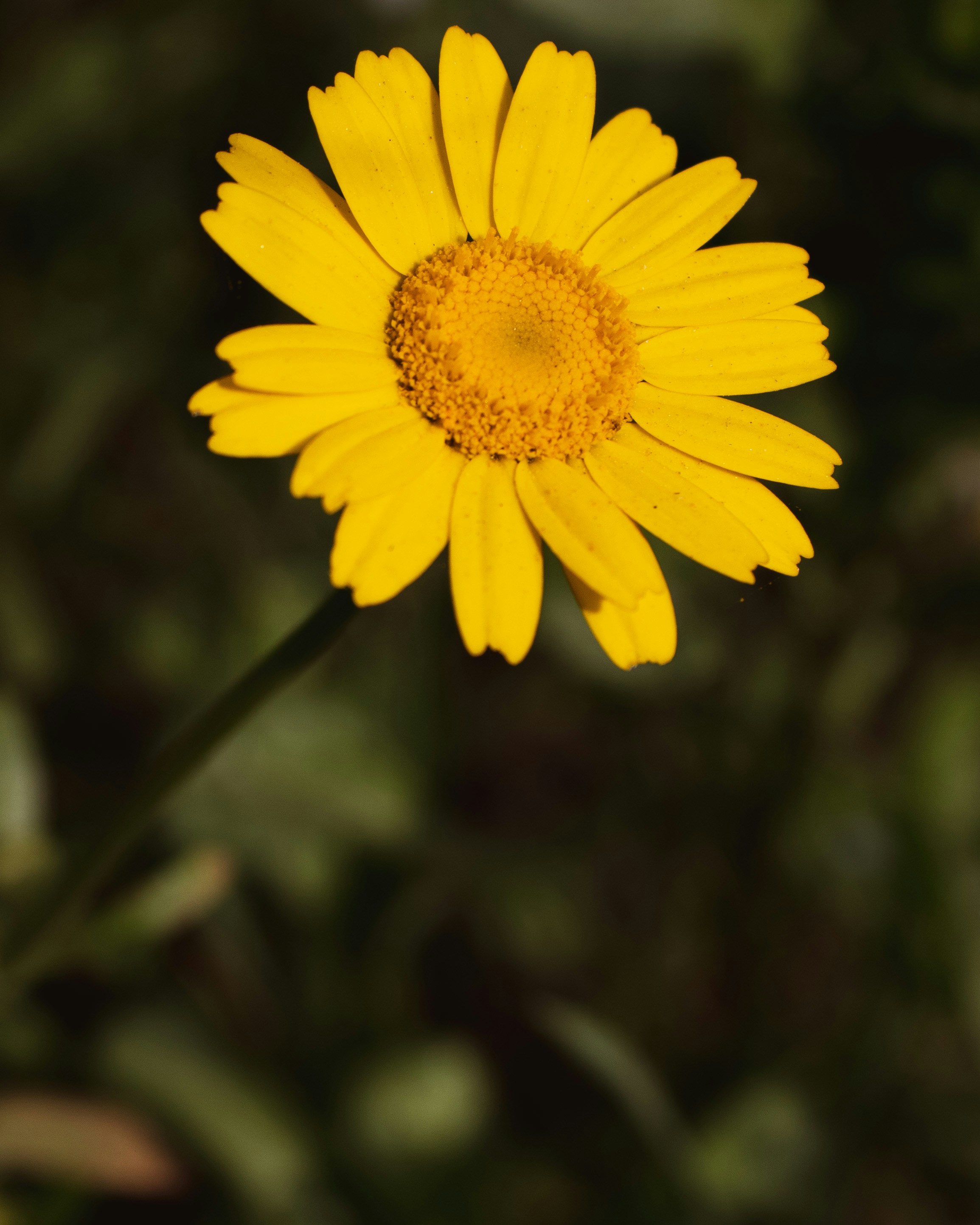 Photo by anafsvieira