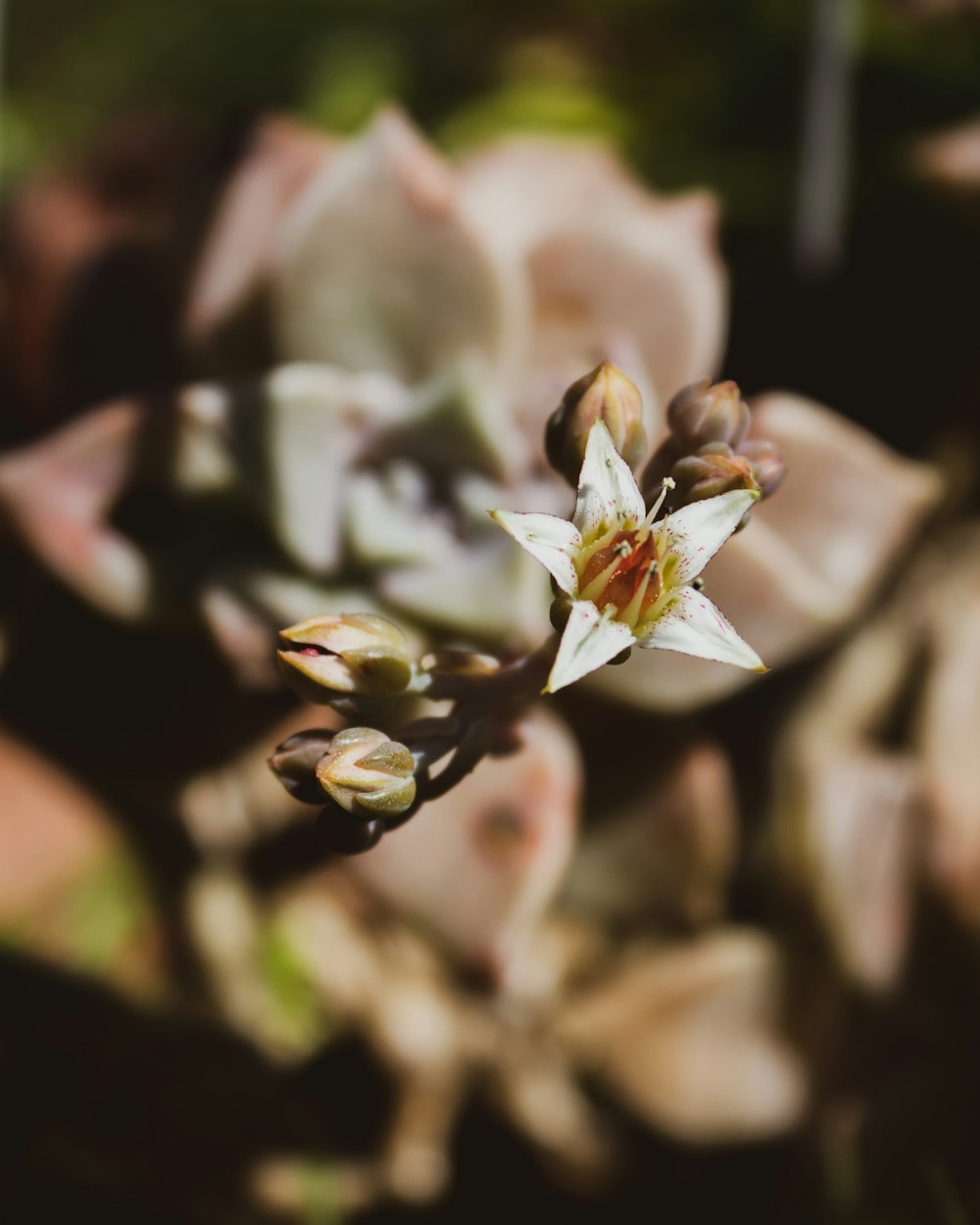 a close up of a flower