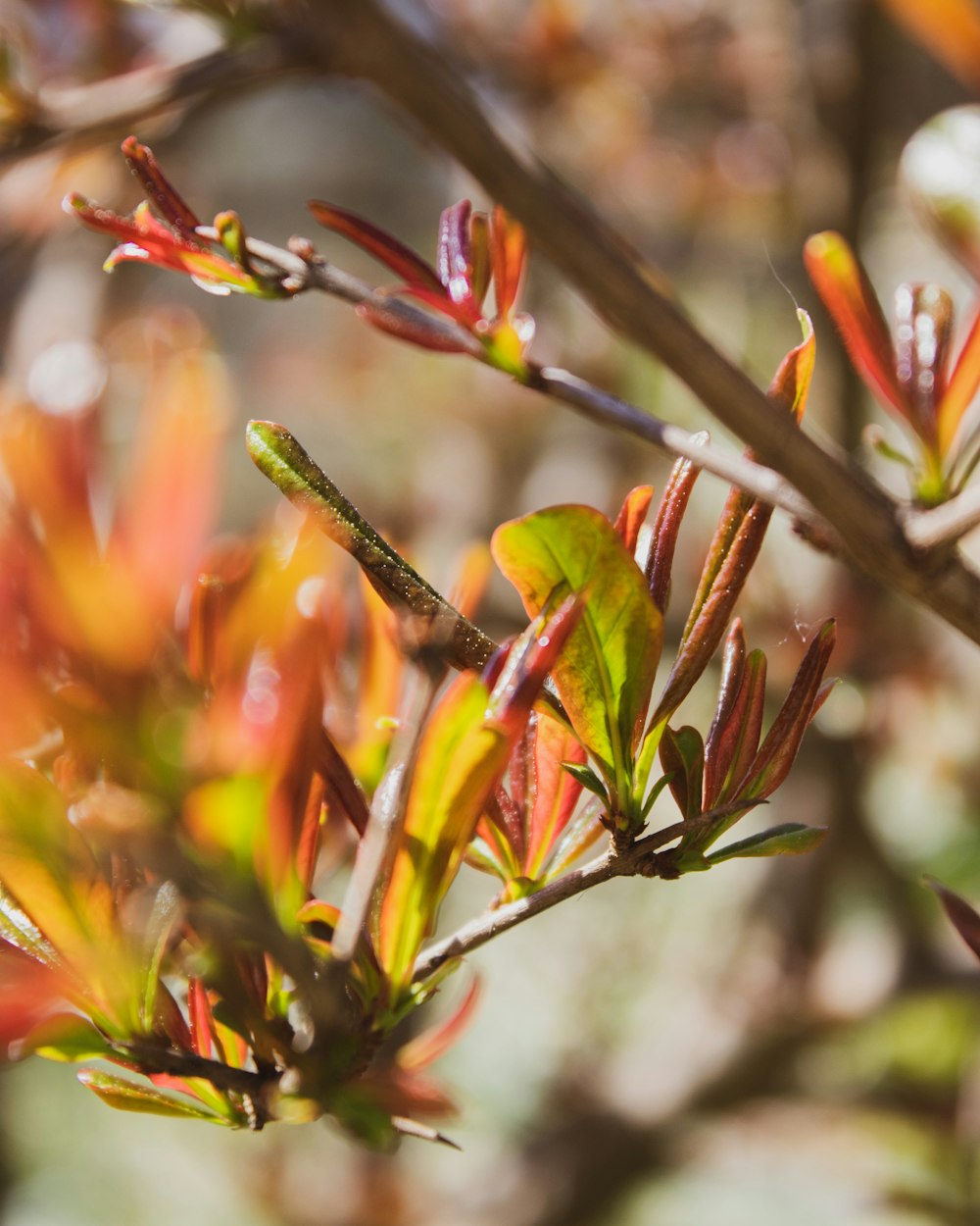 close up of a plant