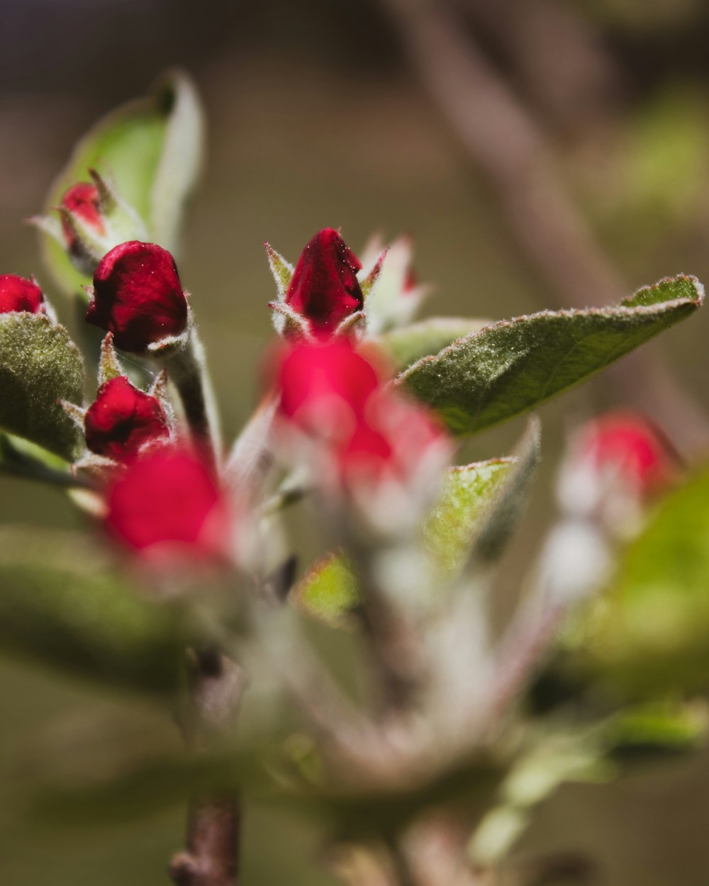 close up of a plant