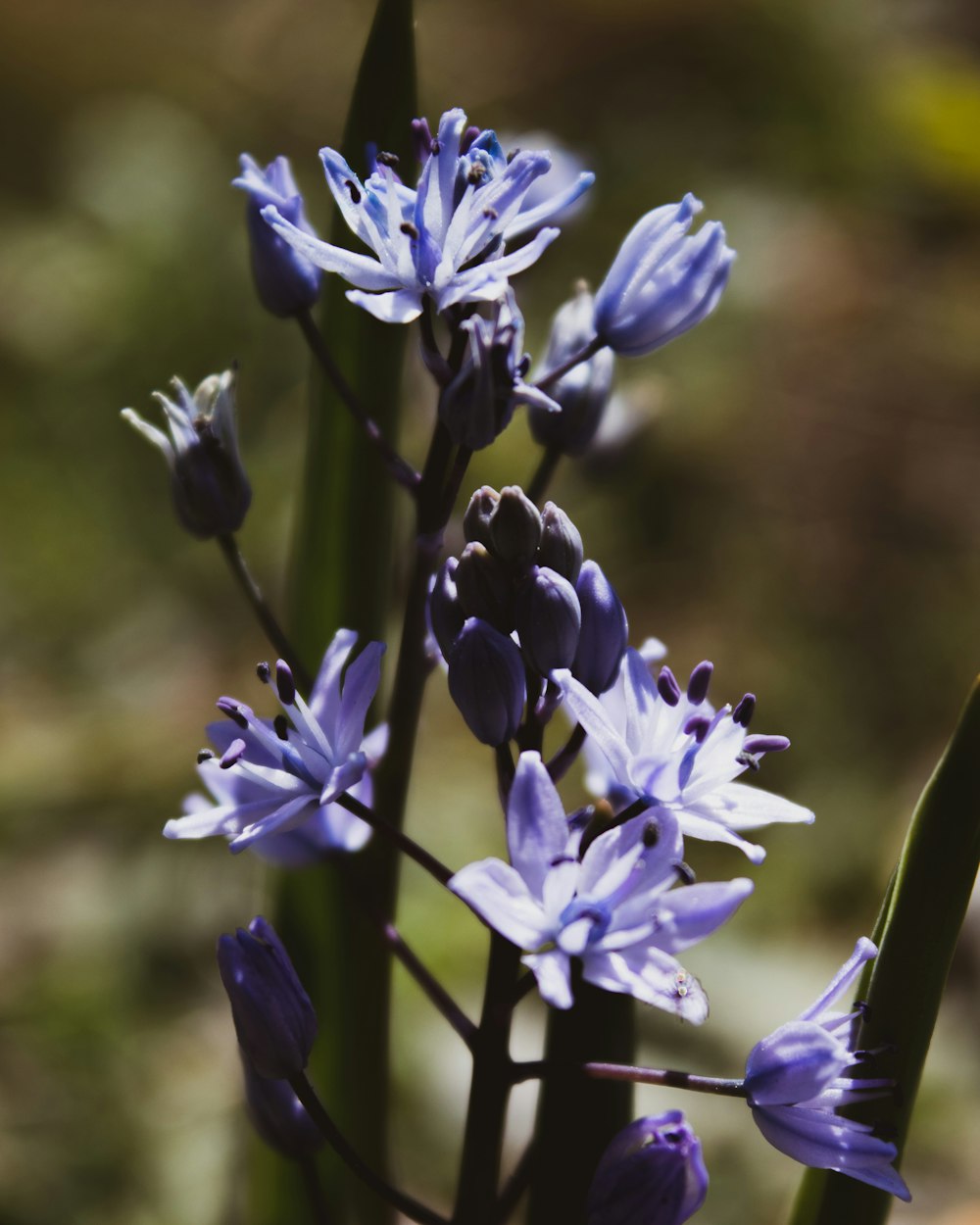 a close up of purple flowers