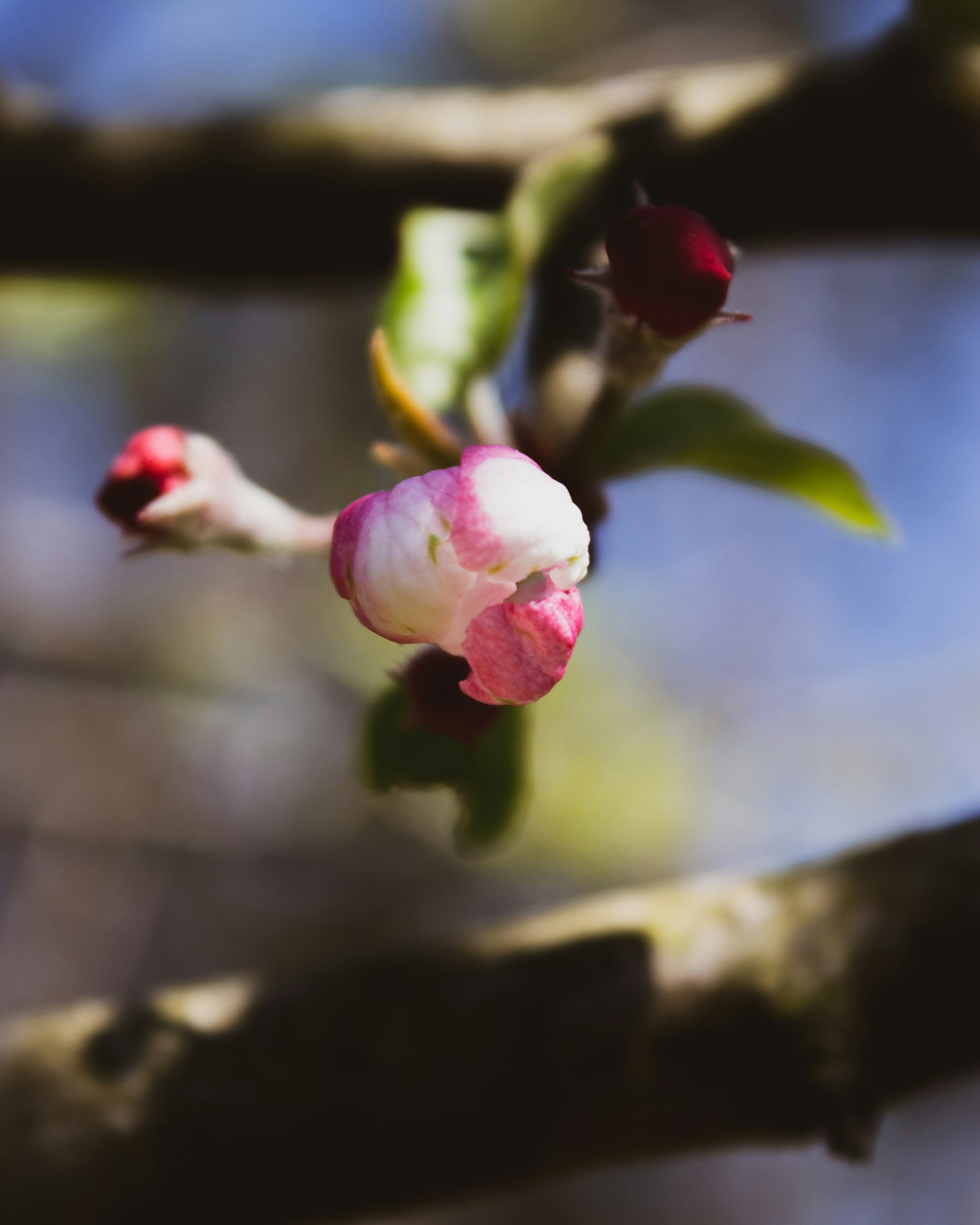 Photo by anafsvieira
