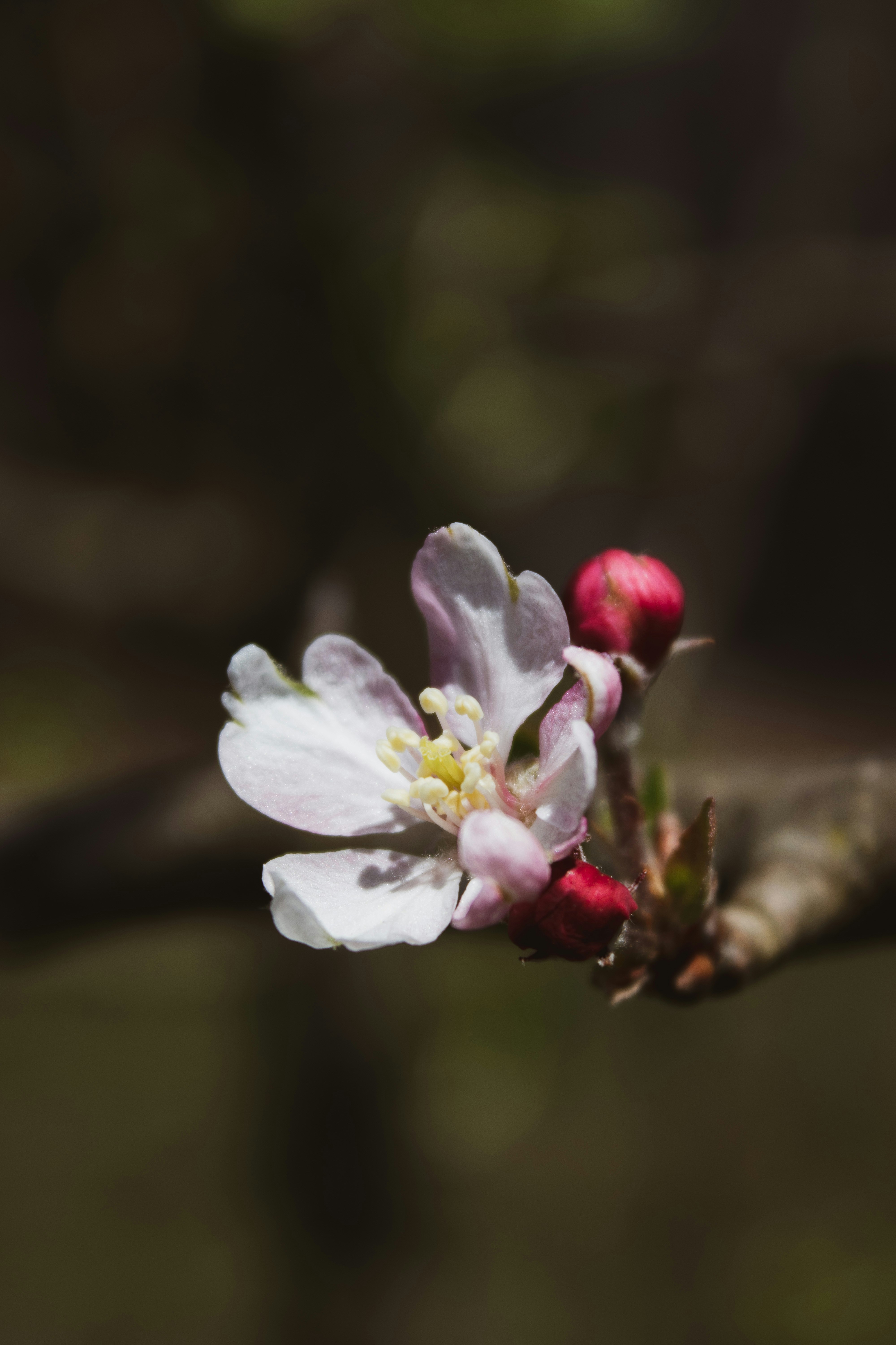 Photo by anafsvieira