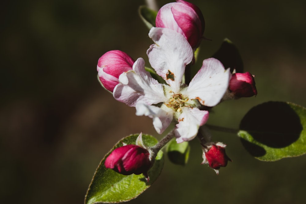 a close up of a flower