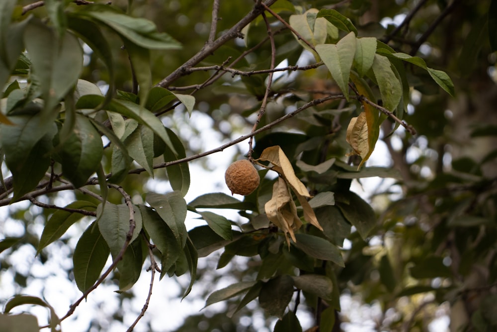a tree with leaves and fruit