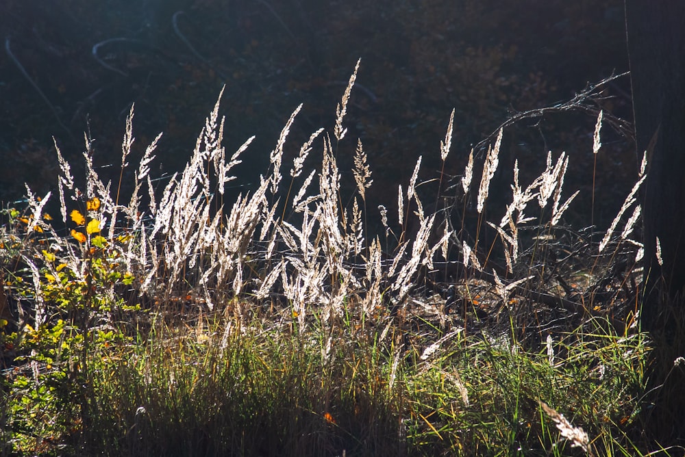 a field of tall grass