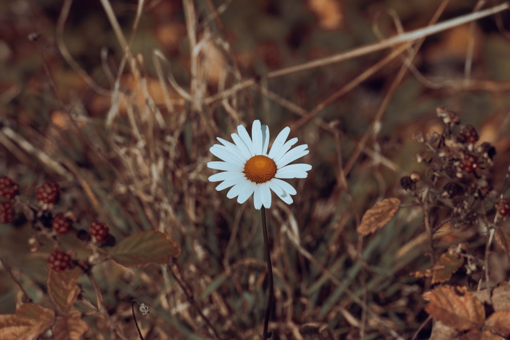 a flower in the grass