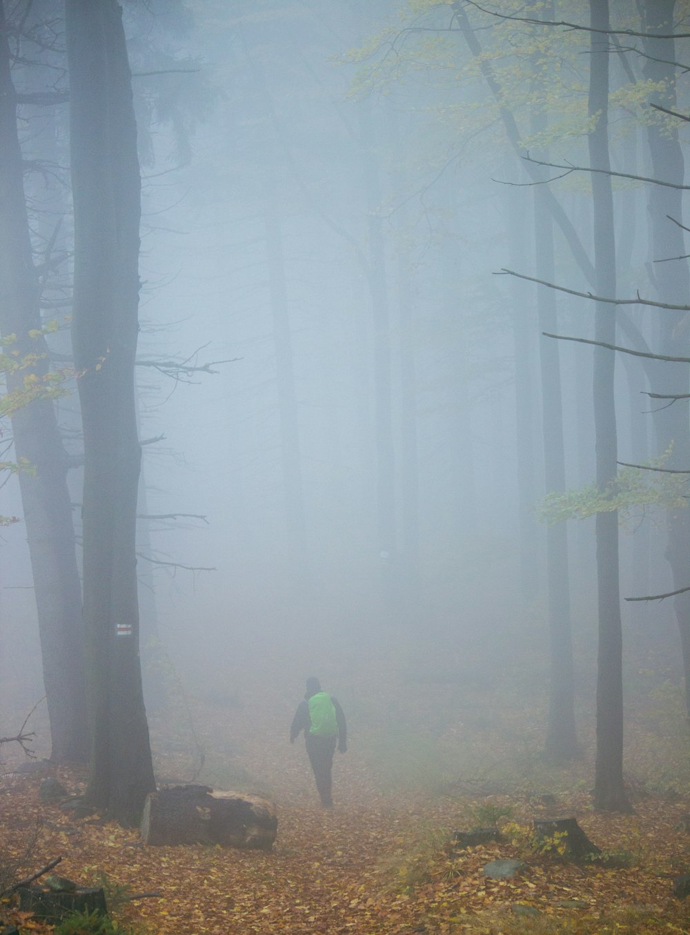 a person walking in a foggy forest