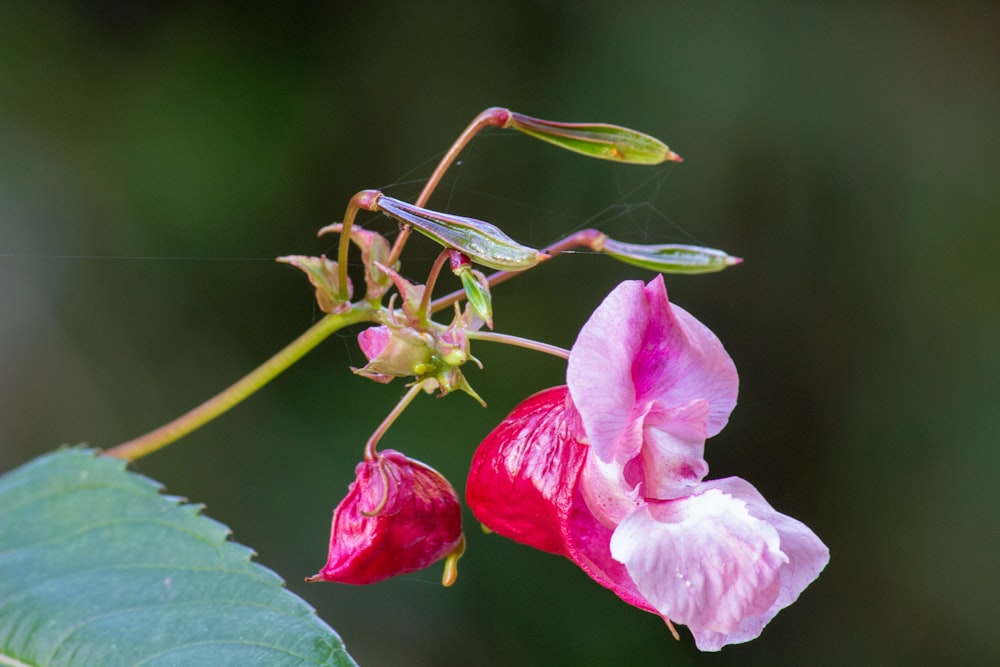 a close up of a flower