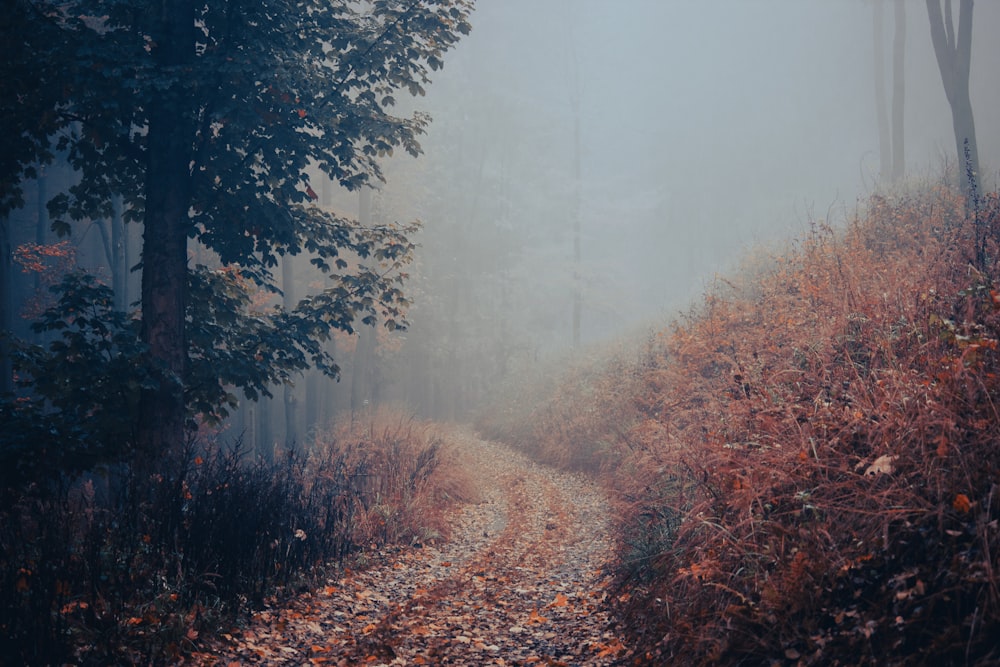 a foggy forest with trees