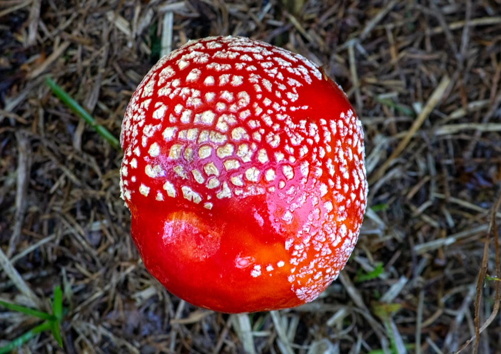 un fungo rosso con macchie bianche