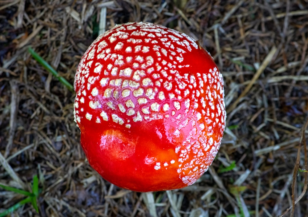 a red mushroom with white spots