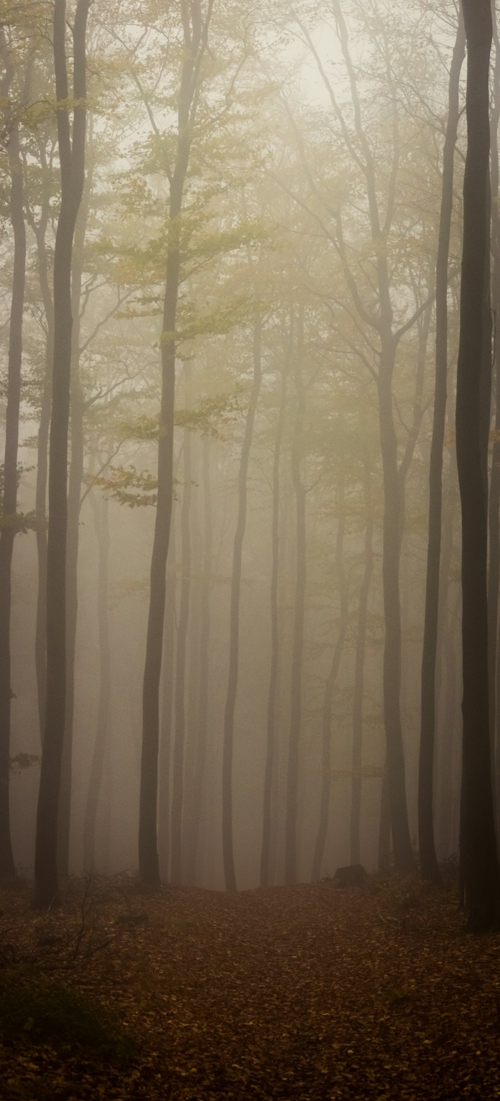 a foggy forest with trees