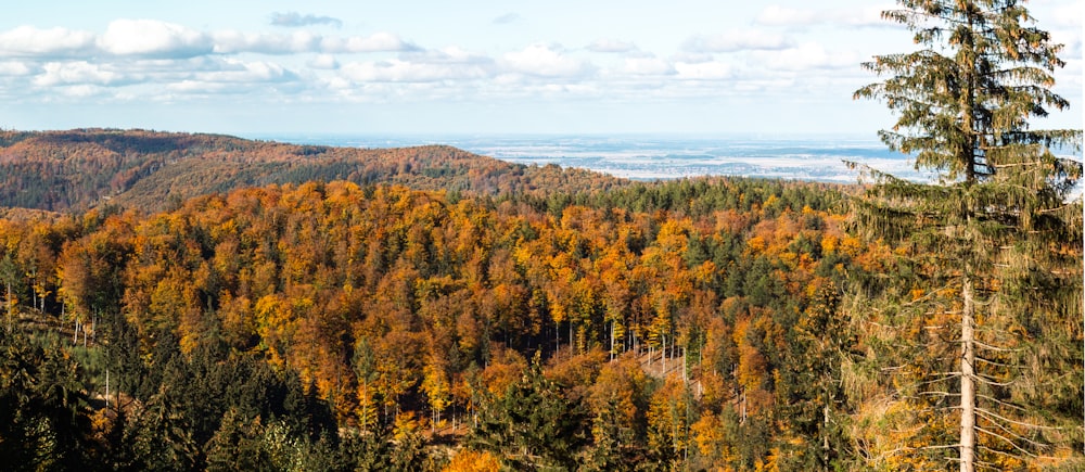 a forest of trees