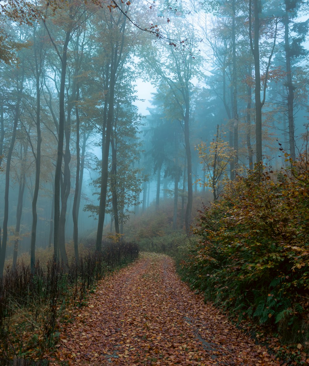 a path through a forest