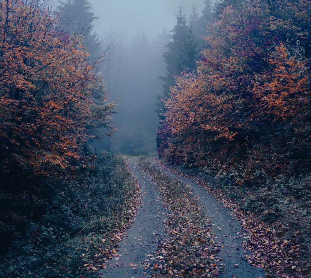 a road with trees on either side